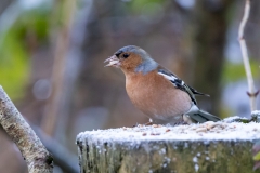 Male Chaffinch