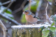 Male Chaffinch