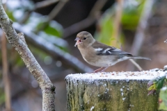 Female Chaffinch