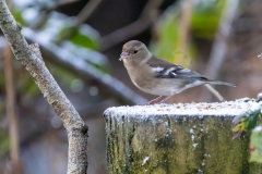 Female Chaffinch