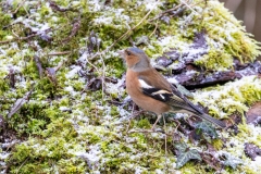 Male Chaffinch