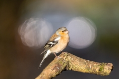 Male Chaffinch