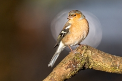 Male Chaffinch
