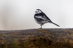 Pied Wagtail